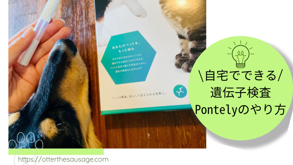 Blog Banner ブログ記事バナー 【健康管理】自宅でできる本格的な犬の遺伝子検査Pontelyのやり方を紹介します